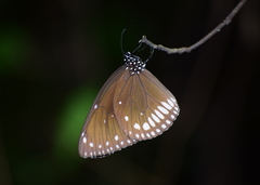 Euploea klugii
