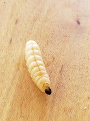 Eichlinia cucurbitae