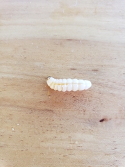 Eichlinia cucurbitae