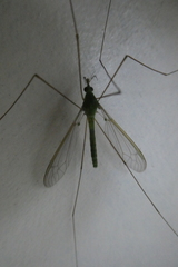 Leptotarsus virescens