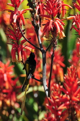 Drepanorhynchus reichenowi