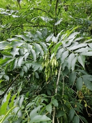 Fraxinus excelsior