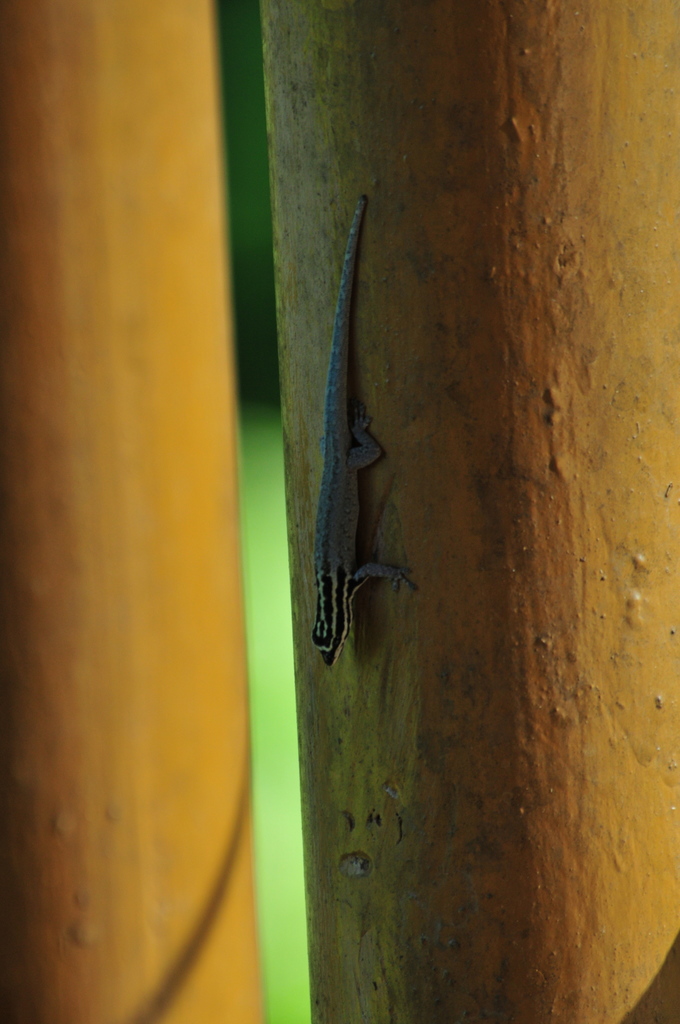 Mount Kenya Dwarf Gecko