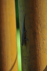 Lygodactylus wojnowskii