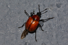 Attelabus nitens