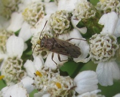 Nysius caledoniae