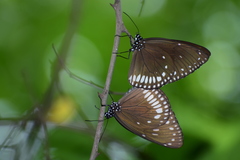 Euploea klugii