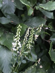 Melilotus albus