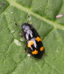 Glischrochilus grandis