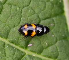 Glischrochilus grandis