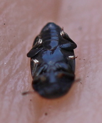 Glischrochilus grandis