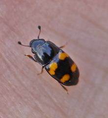 Glischrochilus grandis