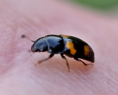 Glischrochilus grandis