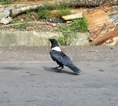 Corvus albus