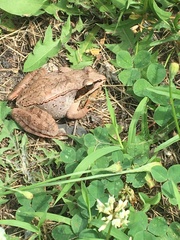 Lithobates sylvaticus image
