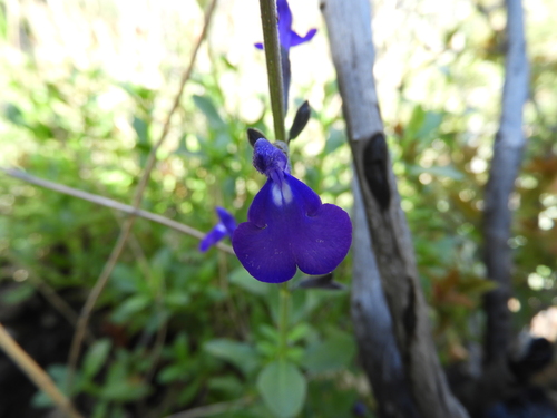 Image of Salvia coahuilensis by (c) Leticia Jiménez Hernández, some rights reserved (CC BY-SA)