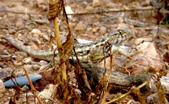 Sceloporus albiventris