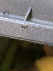 Temnothorax longispinosus