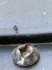 Temnothorax longispinosus