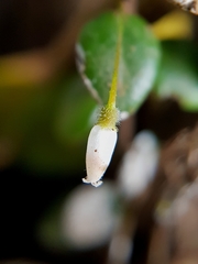 Sphyrospermum buxifolium image