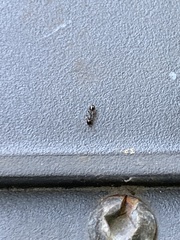 Temnothorax longispinosus