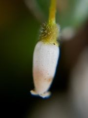 Sphyrospermum buxifolium