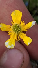Ranunculus pedatifidus affinis