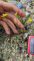 Ranunculus pedatifidus affinis