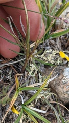 Ranunculus pedatifidus affinis
