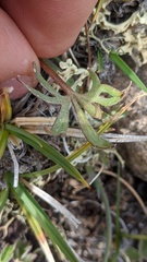 Ranunculus pedatifidus affinis