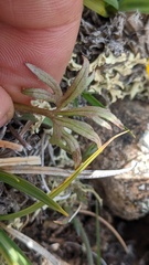 Ranunculus pedatifidus affinis