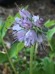 Hydrophyllum occidentale