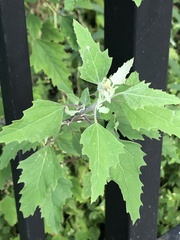 Chenopodium album