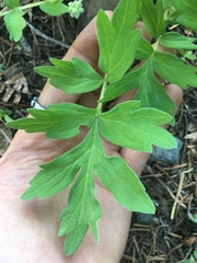Hydrophyllum occidentale