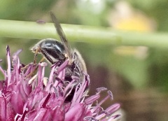 Cheilosia caerulescens