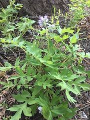 Hydrophyllum occidentale