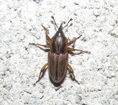 Sphenophorus brunnipennis