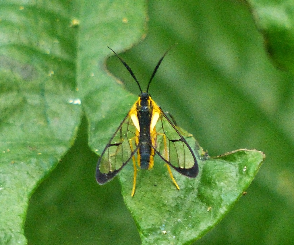 Diptilon