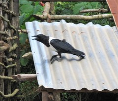 Corvus albus