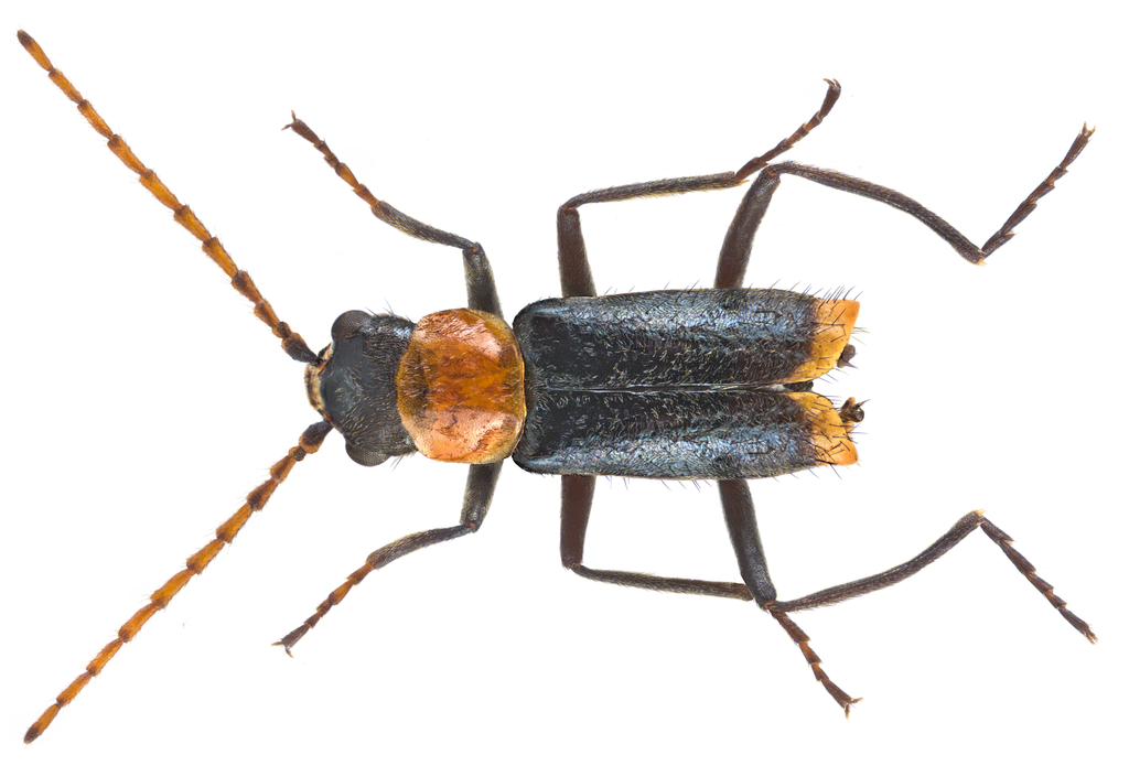 Axinotarsus ruficollis