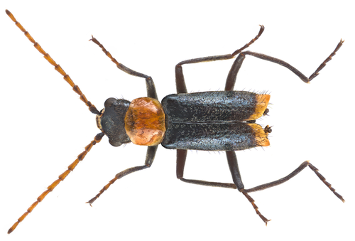 Axinotarsus ruficollis