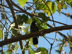 Turdoides leucopygia