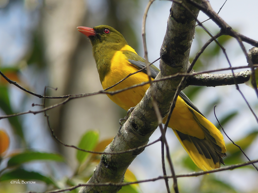 Green-headed Oriole photo