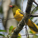 Green-headed Oriole - Photo (c) Nik Borrow, some rights reserved (CC BY-NC), uploaded by Nik Borrow