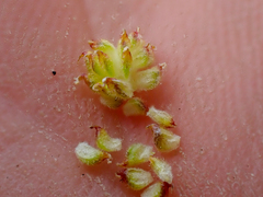 Ranunculus pedatifidus affinis