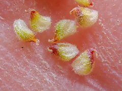 Ranunculus pedatifidus affinis