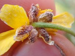 Ranunculus pedatifidus affinis