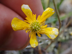 Ranunculus pedatifidus affinis