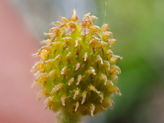 Ranunculus pedatifidus affinis