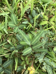 Albizia julibrissin julibrissin